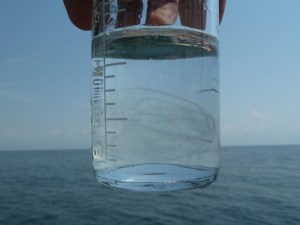 jar with ctenophore